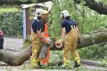 Feuerwehr_Baum   006